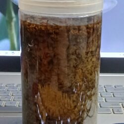 Điều trị bệnh viêm họng hạt tại nhà