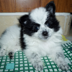 Dự án nghiên cứu kéo dài, tăng chiều cao